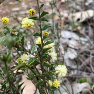 Acacia gunnii at Campbell, ACT - 25 Aug 2024