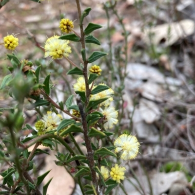 Acacia gunnii (Ploughshare Wattle) at Campbell, ACT - 24 Aug 2024 by SilkeSma