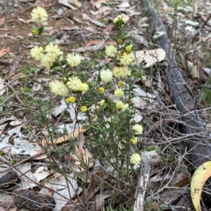 Acacia gunnii at Campbell, ACT - 25 Aug 2024