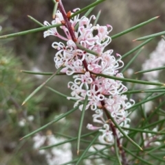 Hakea decurrens subsp. decurrens (Bushy Needlewood) at Campbell, ACT - 25 Aug 2024 by SilkeSma