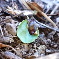 Corysanthes incurva (Slaty Helmet Orchid) at Aranda, ACT - 11 Aug 2024 by CathB