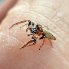 Opisthoncus sp. (genus) (Opisthoncus jumping spider) at Holder, ACT - 25 Aug 2024 by HelenCross