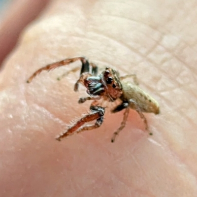 Opisthoncus sp. (genus) (Unidentified Opisthoncus jumping spider) at Holder, ACT - 25 Aug 2024 by HelenCross