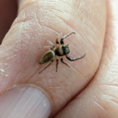 Opisthoncus sp. (genus) at Holder, ACT - 25 Aug 2024 12:16 PM