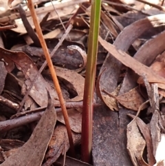 Calochilus montanus (Copper Beard Orchid) at Aranda, ACT - 12 Aug 2024 by CathB