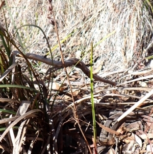 Calochilus montanus at Aranda, ACT - suppressed