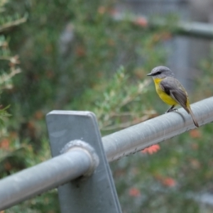 Eopsaltria australis at Uriarra Village, ACT - 25 Aug 2024