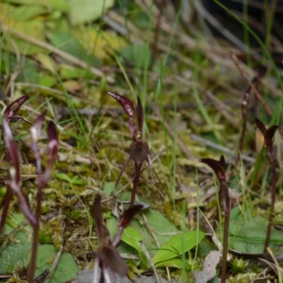 Cyrtostylis reniformis (Common Gnat Orchid) by BB23