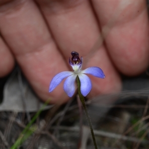 Cyanicula caerulea at Bruce, ACT - suppressed