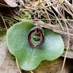 Corysanthes incurva (Slaty Helmet Orchid) at Aranda, ACT - 21 Aug 2024 by CathB