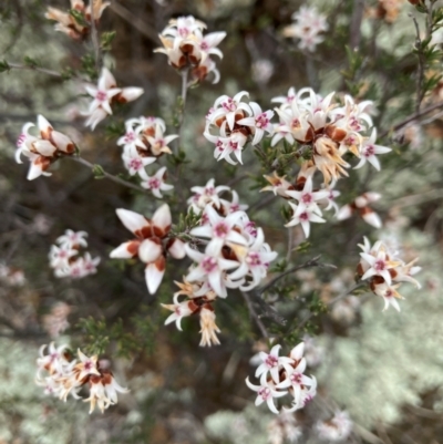 Cryptandra speciosa subsp. speciosa (Silky Cryptandra) at Strathnairn, ACT - 25 Aug 2024 by Jenny54