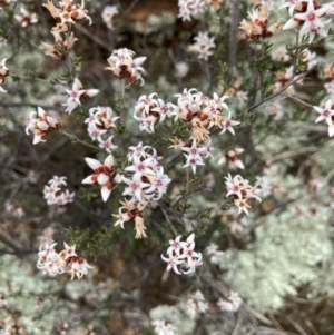 Cryptandra speciosa subsp. speciosa at Strathnairn, ACT - 25 Aug 2024