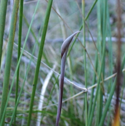 Lyperanthus suaveolens (Brown Beaks) at Aranda, ACT - 20 Aug 2024 by CathB