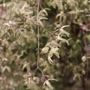 Clematis leptophylla at Ainslie, ACT - 25 Aug 2024