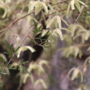 Clematis leptophylla at Ainslie, ACT - 25 Aug 2024