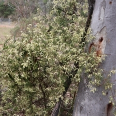 Clematis leptophylla at Ainslie, ACT - 25 Aug 2024