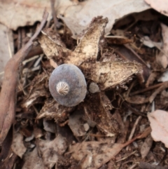 Geastrum tenuipes (An earthstar) at Ainslie, ACT - 25 Aug 2024 by Clarel