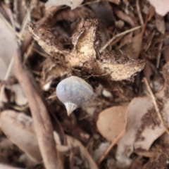 Geastrum tenuipes at Ainslie, ACT - 25 Aug 2024 12:18 PM