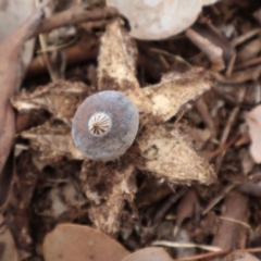 Geastrum tenuipes at Ainslie, ACT - 25 Aug 2024 12:18 PM