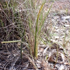 Calochilus platychilus (Purple Beard Orchid) at Cook, ACT - 21 Aug 2024 by CathB