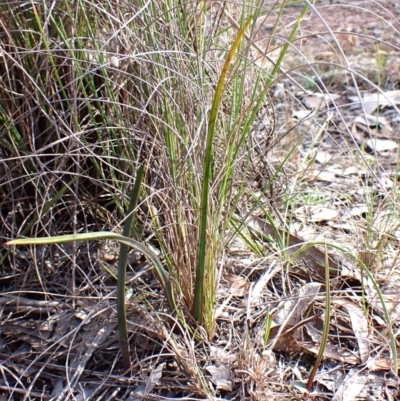 Calochilus platychilus (Purple Beard Orchid) at Cook, ACT - 21 Aug 2024 by CathB