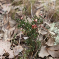 Cryptandra sp. Floriferous (W.R.Barker 4131) W.R.Barker at Ainslie, ACT - 25 Aug 2024 by Clarel