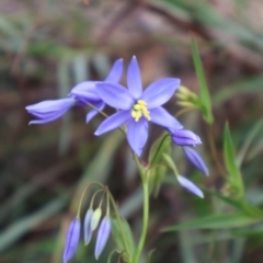 Stypandra glauca (Nodding Blue Lily) at Ainslie, ACT - 25 Aug 2024 by Clarel