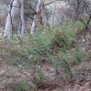 Stypandra glauca at Ainslie, ACT - 25 Aug 2024 12:31 PM