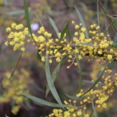 Acacia rubida (Red-stemmed Wattle, Red-leaved Wattle) at Campbell, ACT - 25 Aug 2024 by Clarel