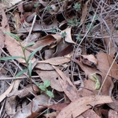 Bunochilus umbrinus (ACT) = Pterostylis umbrina (NSW) (Broad-sepaled Leafy Greenhood) at Aranda, ACT - 21 Aug 2024 by CathB