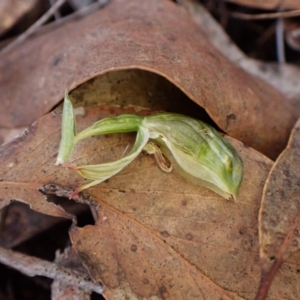 Bunochilus umbrinus (ACT) = Pterostylis umbrina (NSW) at suppressed - suppressed