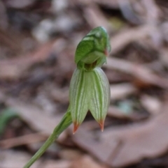 Bunochilus umbrinus (ACT) = Pterostylis umbrina (NSW) at suppressed - suppressed