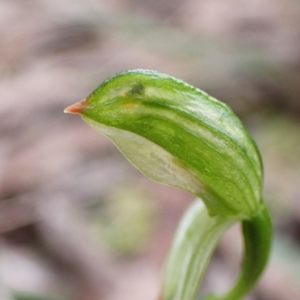 Bunochilus umbrinus (ACT) = Pterostylis umbrina (NSW) at suppressed - suppressed