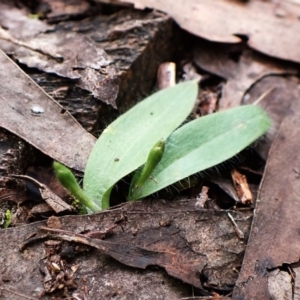 Glossodia major at Aranda, ACT - suppressed