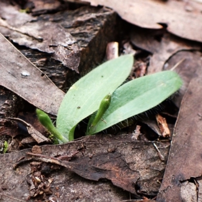 Glossodia major (Wax Lip Orchid) at Aranda, ACT - 21 Aug 2024 by CathB