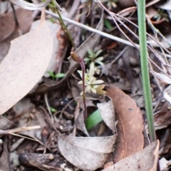 Cyanicula caerulea (Blue Fingers, Blue Fairies) at Aranda, ACT - 21 Aug 2024 by CathB