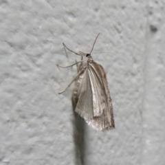 Lepidoptera unclassified ADULT moth (Unidentified - Moth) at Tharwa, ACT - 24 Aug 2024 by Christine