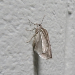 Lepidoptera unclassified ADULT moth at Tharwa, ACT - 24 Aug 2024