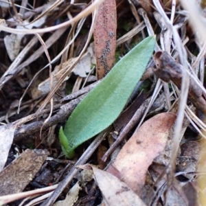 Glossodia major at Cook, ACT - suppressed