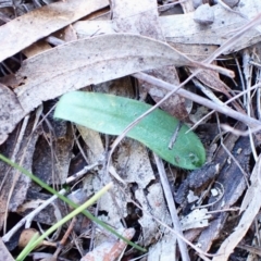 Glossodia major at Cook, ACT - suppressed