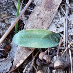 Glossodia major at Cook, ACT - suppressed