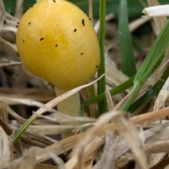 Bolbitius titubans (Yellow Fieldcap Mushroom) at Page, ACT - 25 Aug 2024 by CattleDog