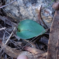 Eriochilus cucullatus (Parson's Bands) at Cook, ACT - 24 Aug 2024 by CathB