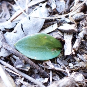 Eriochilus cucullatus at Cook, ACT - 24 Aug 2024