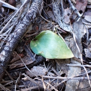 Eriochilus cucullatus at Cook, ACT - 24 Aug 2024