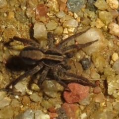 Miturgidae (family) (False wolf spider) at Tharwa, ACT - 24 Aug 2024 by Christine