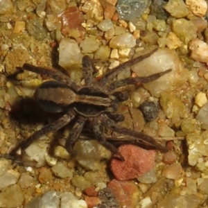 Miturgidae (family) at Tharwa, ACT - 24 Aug 2024