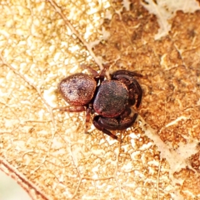 Simaethula sp. (genus) (A jumping spider) at Aranda, ACT - 20 Aug 2024 by CathB