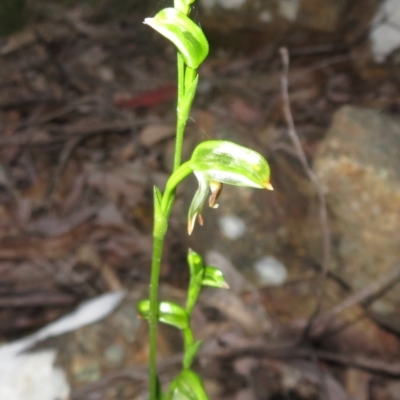 Bunochilus montanus (ACT) = Pterostylis jonesii (NSW) (Montane Leafy Greenhood) at Cotter River, ACT - 24 Aug 2024 by Christine