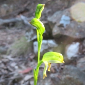 Bunochilus montanus (ACT) = Pterostylis jonesii (NSW) at Cotter River, ACT - suppressed